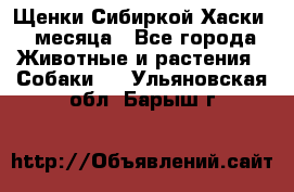 Щенки Сибиркой Хаски 2 месяца - Все города Животные и растения » Собаки   . Ульяновская обл.,Барыш г.